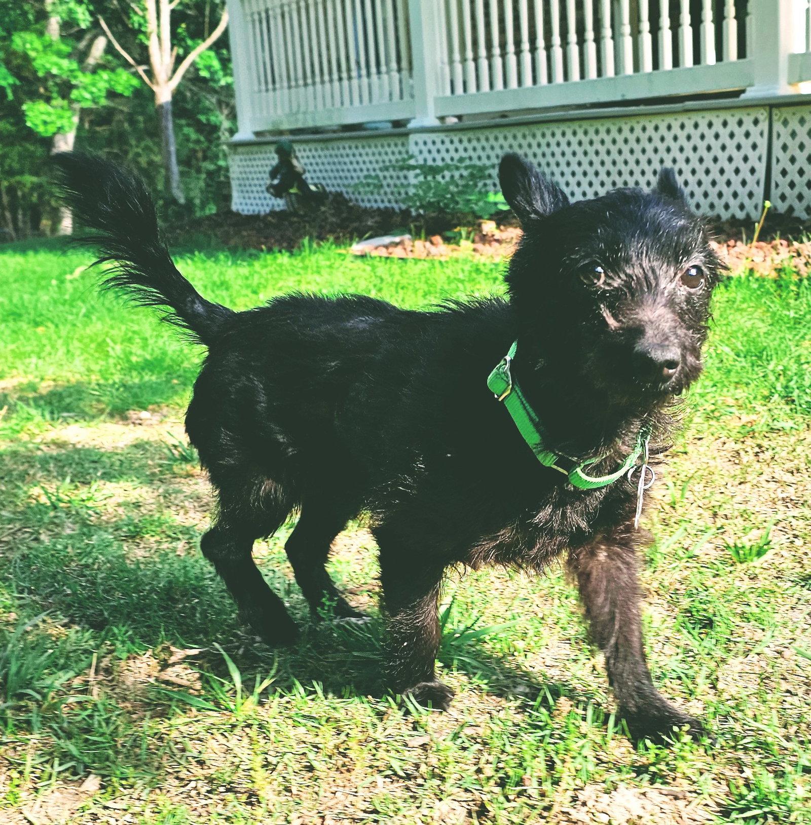 Enlarge Samara, a Adopted mixed breed in St. Louis, MO image 1/3