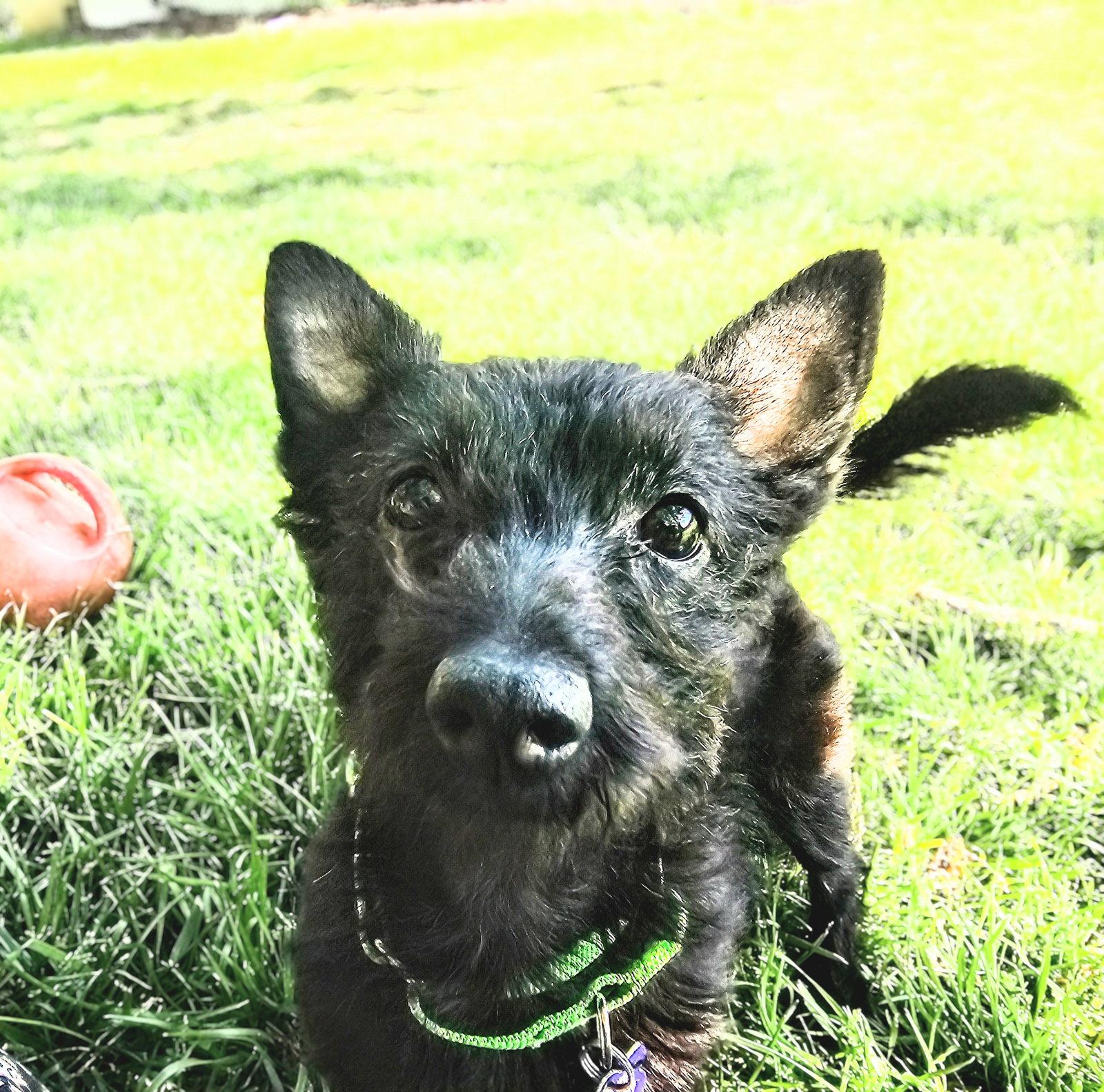 Enlarge Samara, a Adopted mixed breed in St. Louis, MO image 2/3