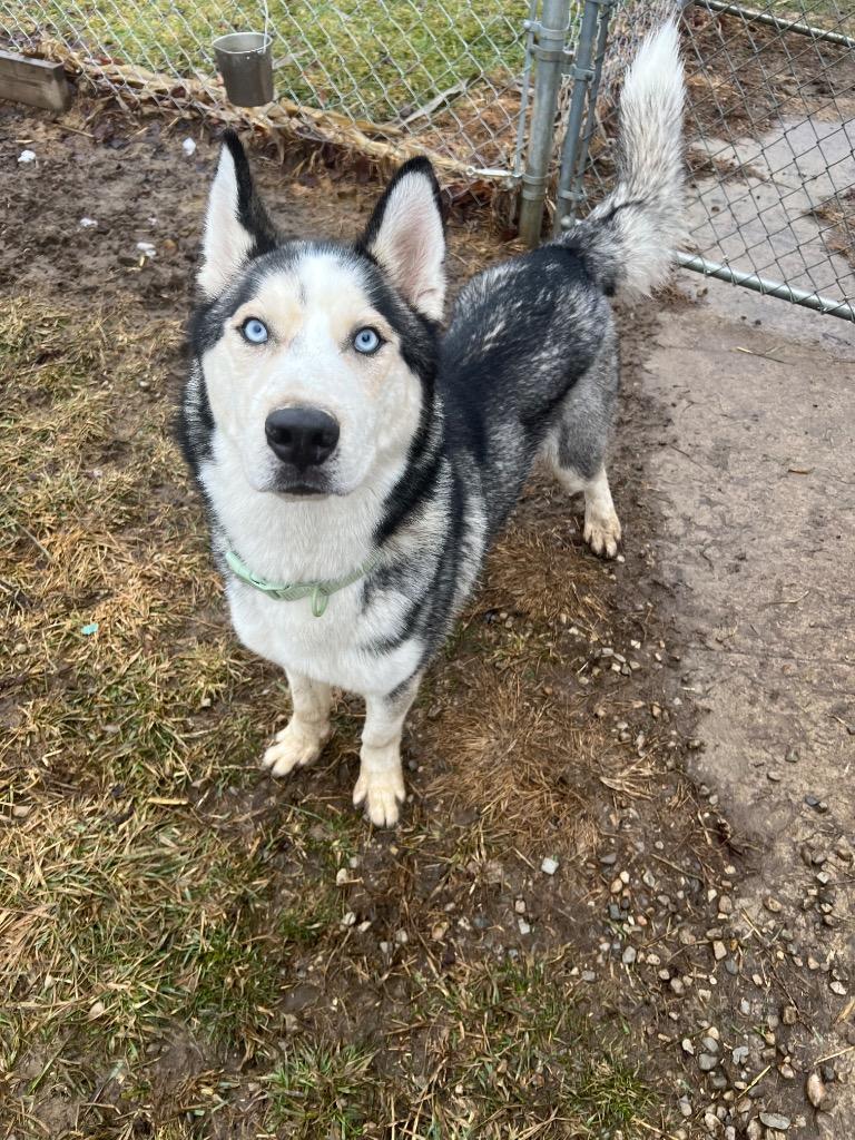 Marley, Adoptable, Young Male Husky.