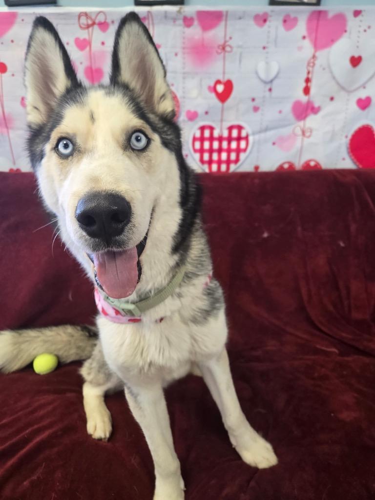 Enlarge Marley, a Adoptable Husky in Marion, OH image 2/2