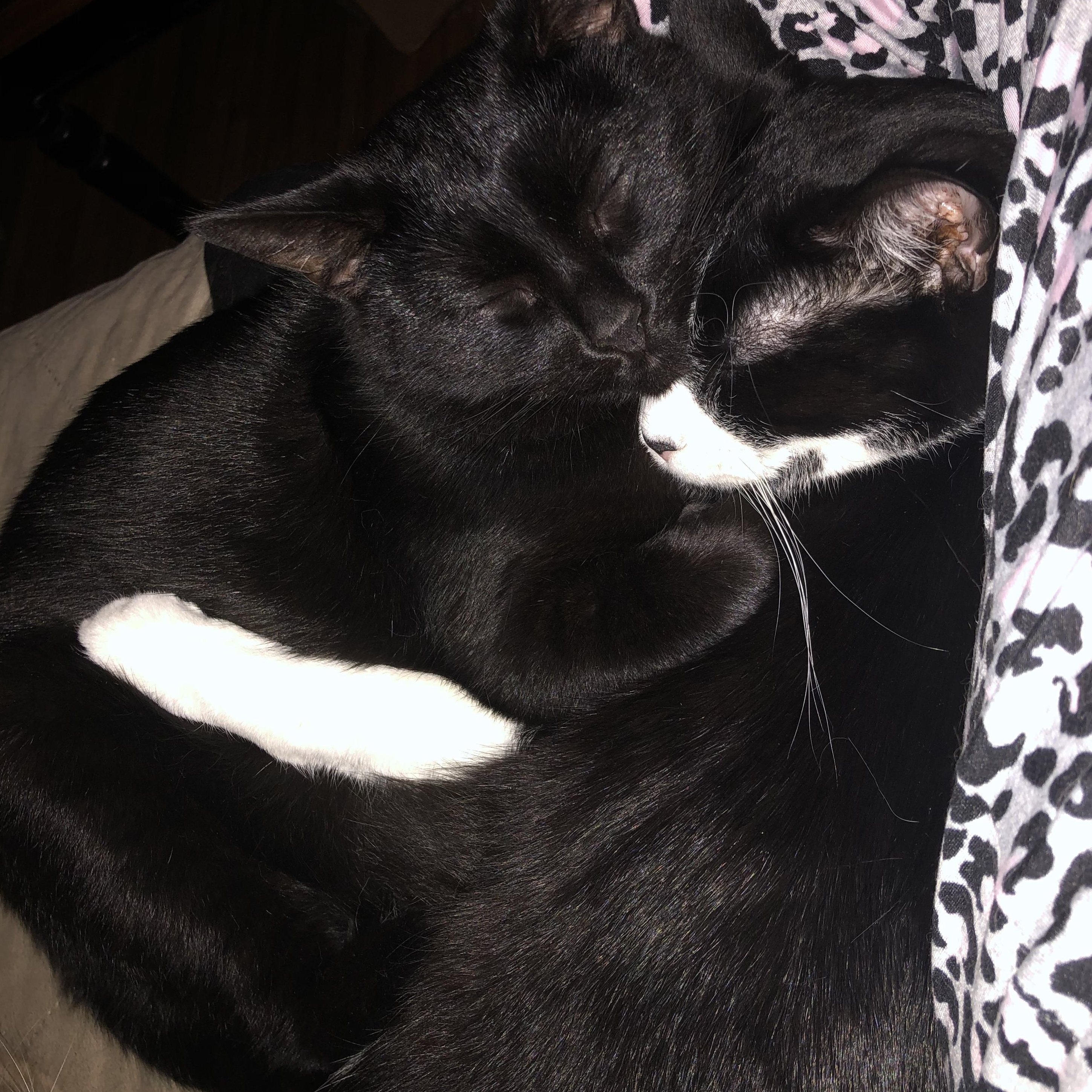 Enlarge Star & Sylvester, a ADOPTABLE Domestic Short Hair in Highland, IN image 1/1