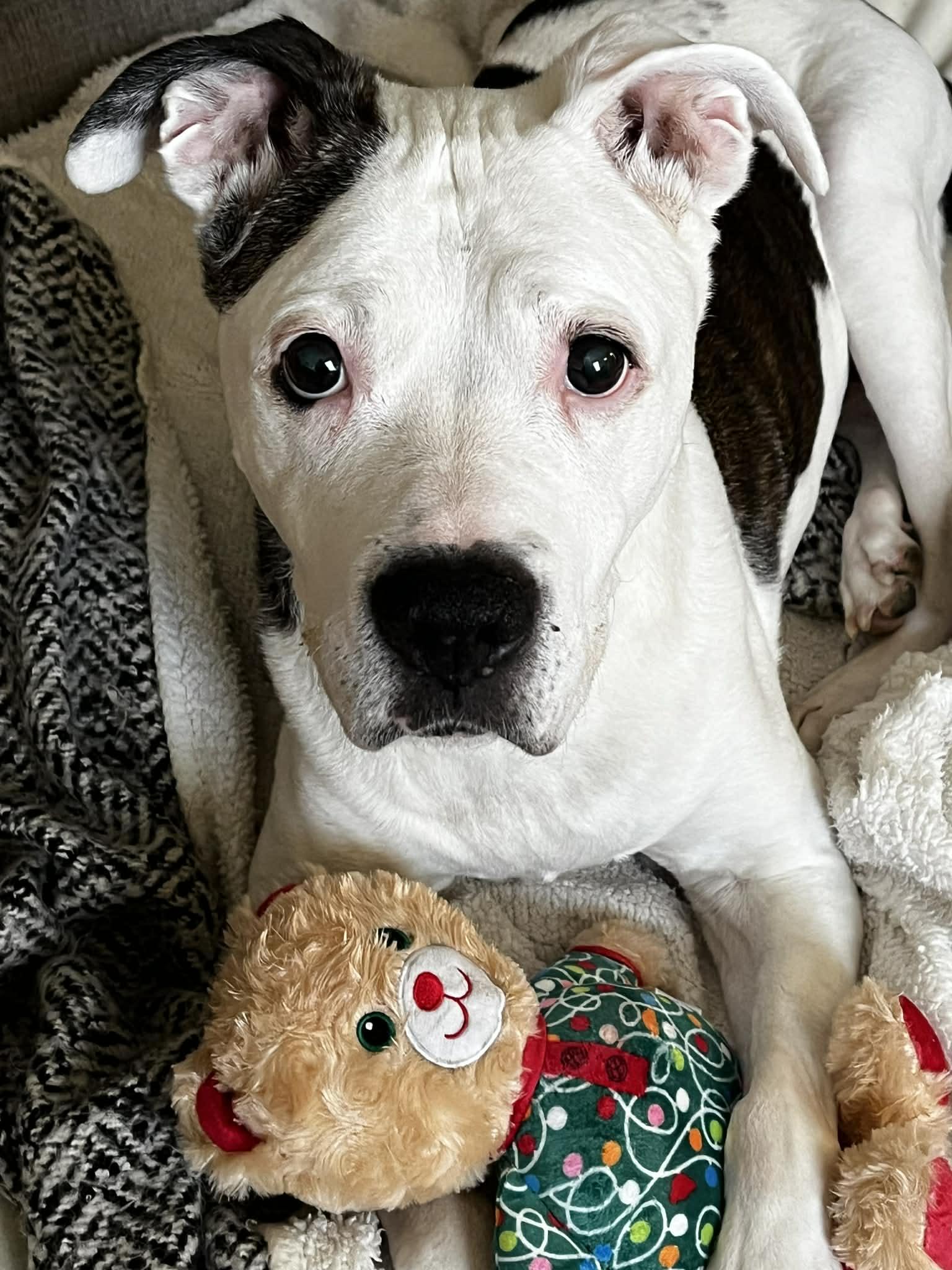 Gloria, Adoptable, Senior Female Mixed Breed.