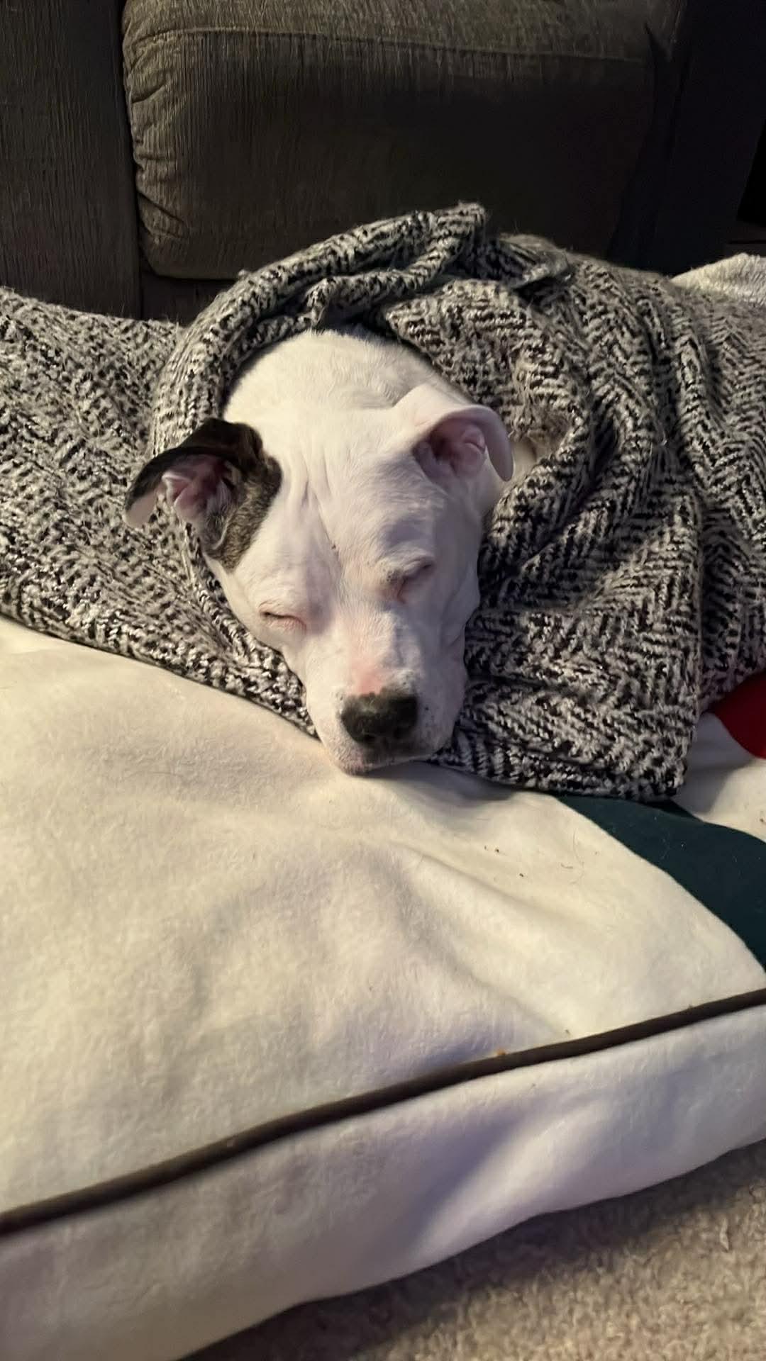 Enlarge Gloria, a Adoptable mixed breed in Seville, OH image 4/4