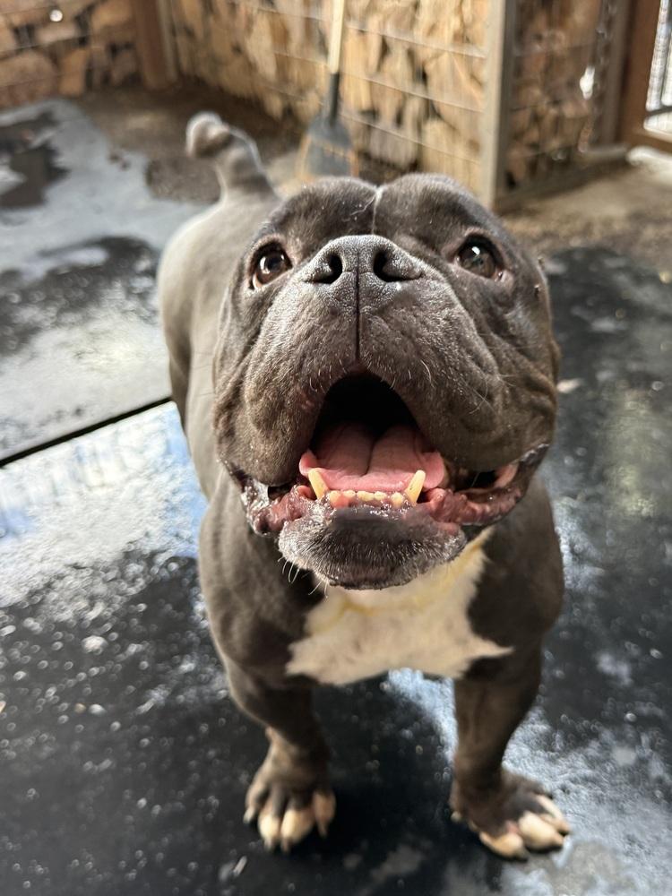 Cherry, Adoptable, Adult Female English Bulldog & American Staffordshire Terrier.