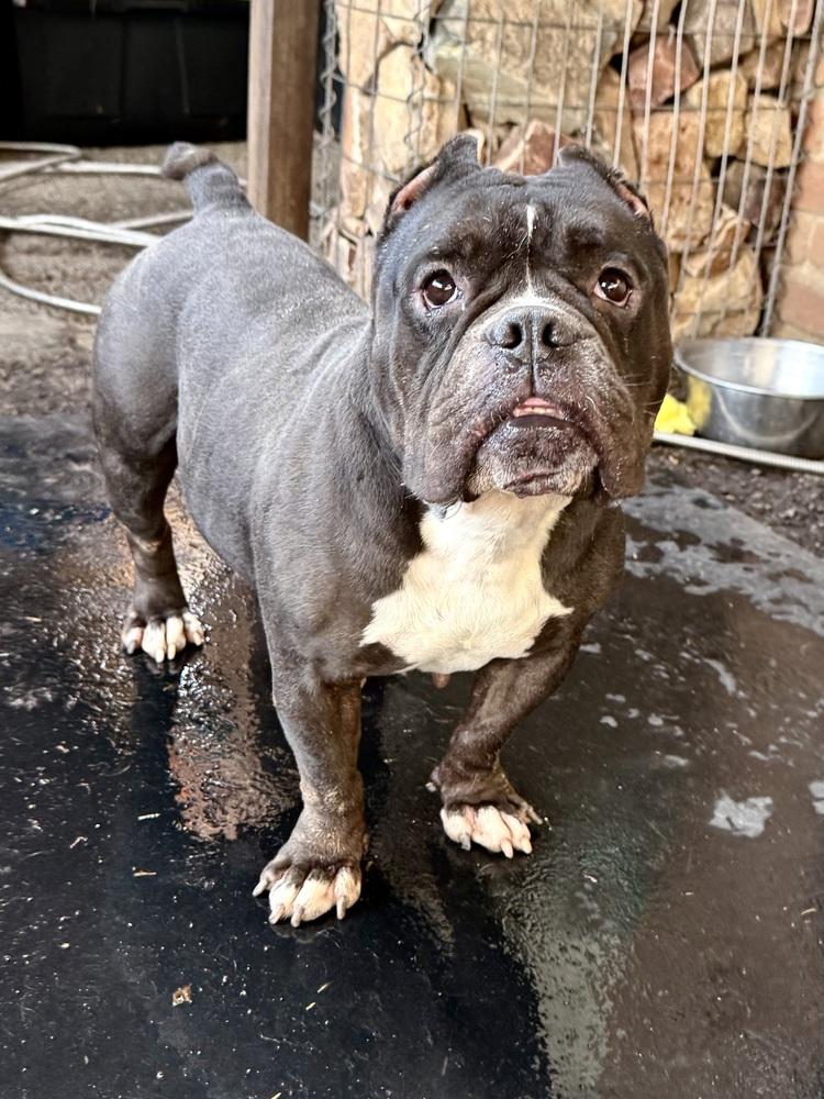 Enlarge Cherry, a Adoptable mixed breed in TUCSON, AZ image 2/3