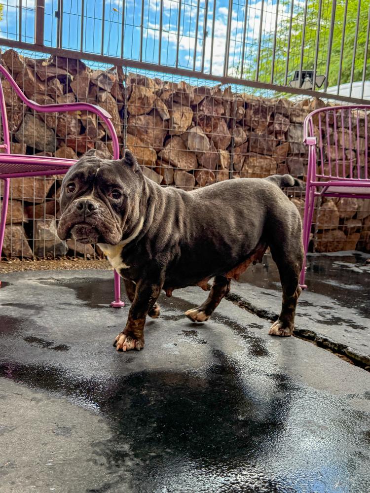 Enlarge Cherry, a Adoptable mixed breed in TUCSON, AZ image 3/3
