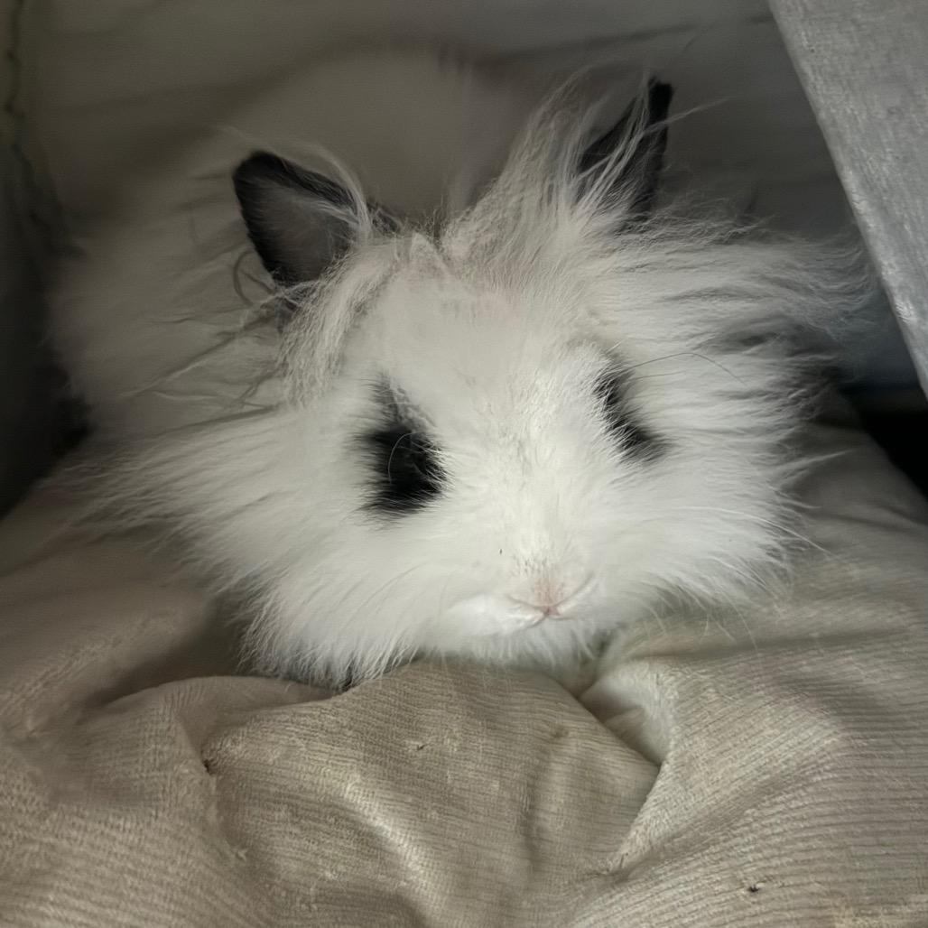 Enlarge Stinky Cheese, a ADOPTABLE mixed breed in Medford, NY image 1/1