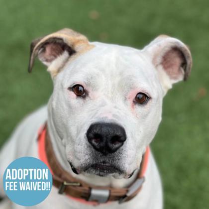 Princess Nalla, a Adoptable mixed breed in Sacramento, CA image 1/4