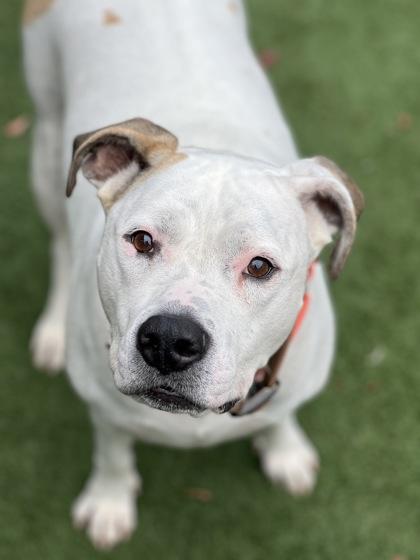 Princess Nalla, a Adoptable mixed breed in Sacramento, CA image 2/4