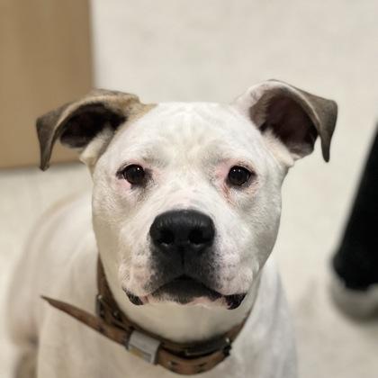 Princess Nalla, a Adoptable mixed breed in Sacramento, CA image 3/4