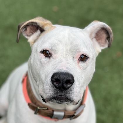 Princess Nalla, a Adoptable mixed breed in Sacramento, CA image 4/4