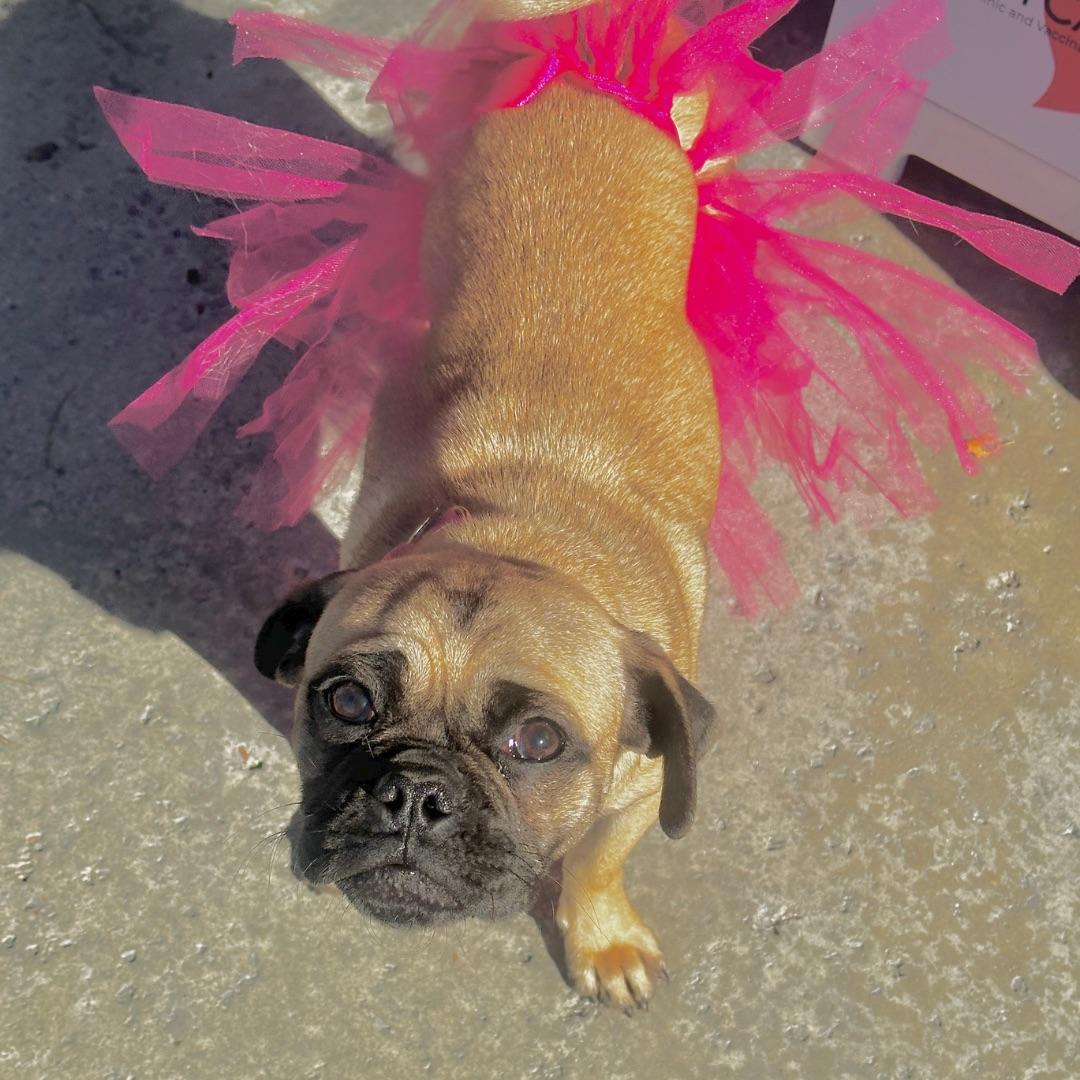 Priscilla, adopted, Young Female Pug.