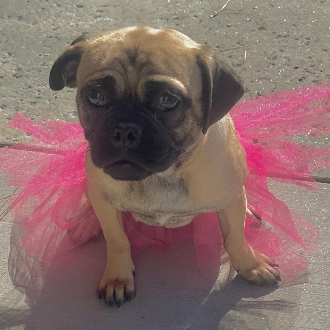 Priscilla, an adopted Pug in Newport Beach, CA image 2/2