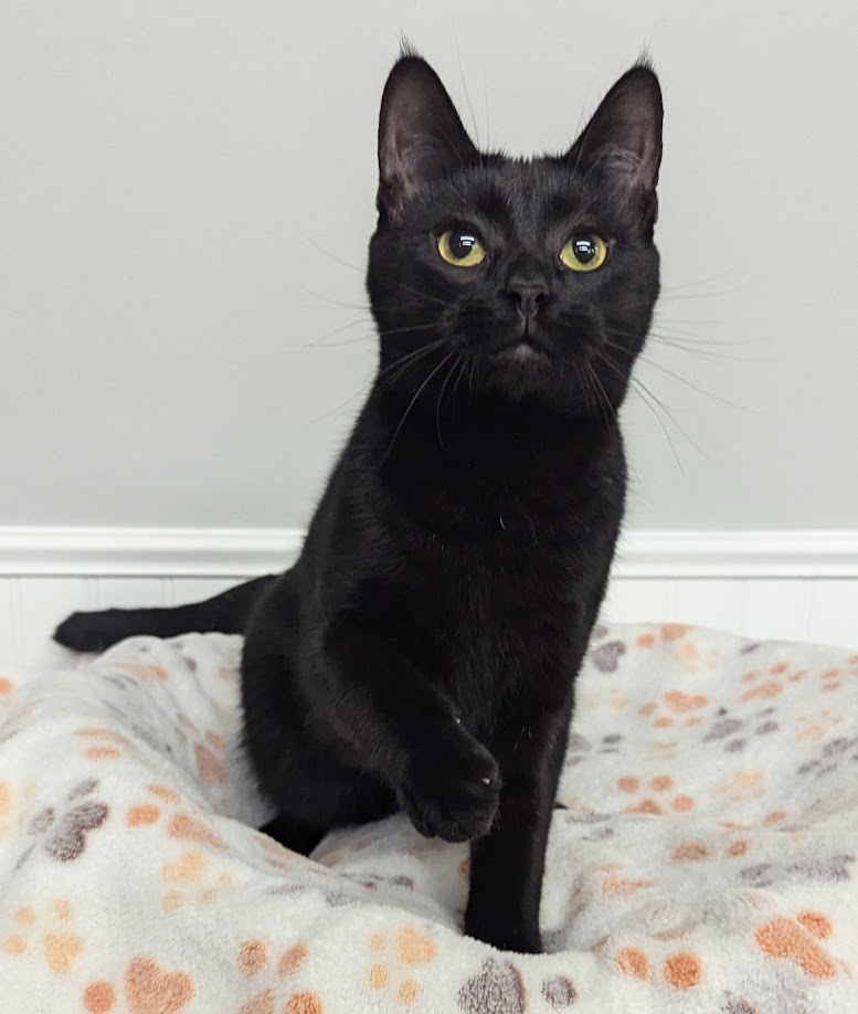 Enlarge Tanzy, a Adopted Domestic Short Hair in Monroe, MI image 2/3