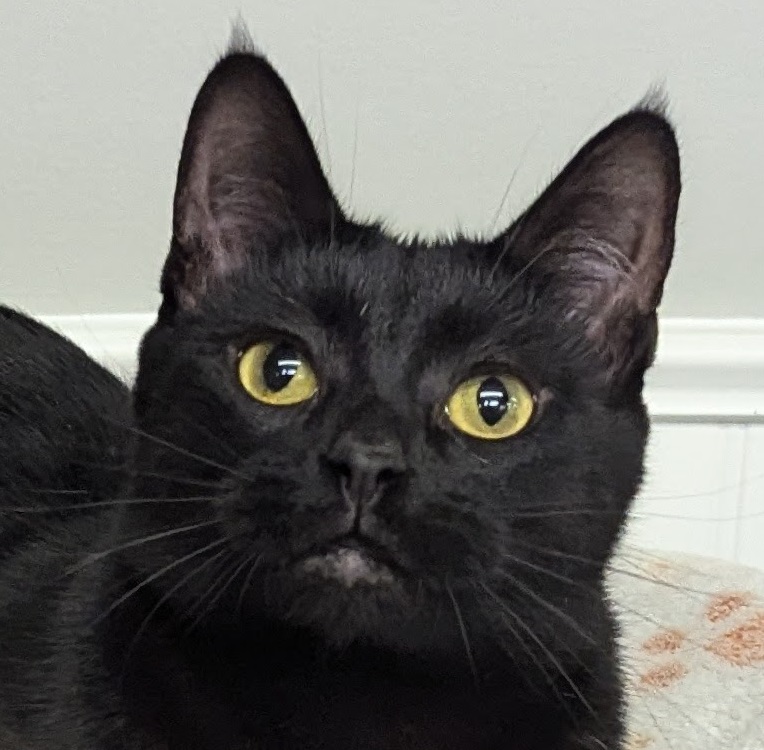 Enlarge Tanzy, a Adopted Domestic Short Hair in Monroe, MI image 1/3