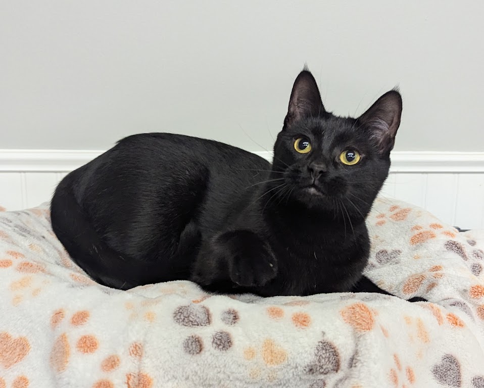 Enlarge Tanzy, a Adopted Domestic Short Hair in Monroe, MI image 3/3