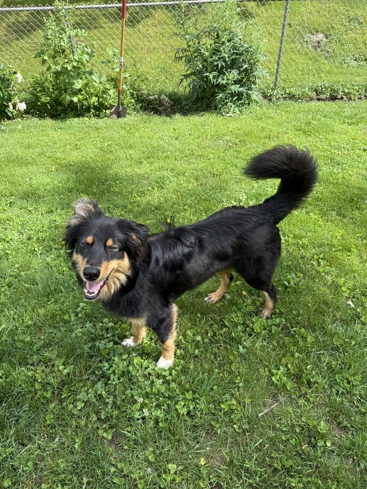 1144 Bucky, Adoptable, Puppy Male Australian Shepherd.