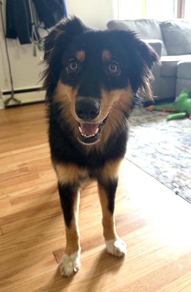 1144 Bucky, a Adoptable Australian Shepherd in Ringwood, IL image 2/5
