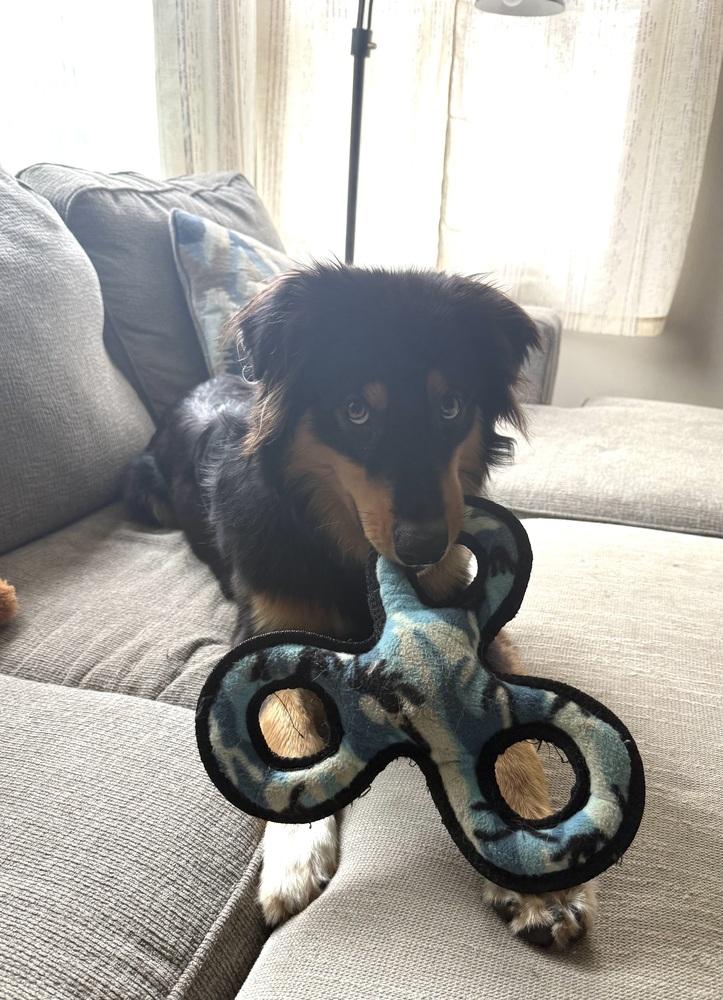 1144 Bucky, a Adoptable Australian Shepherd in Ringwood, IL image 3/5