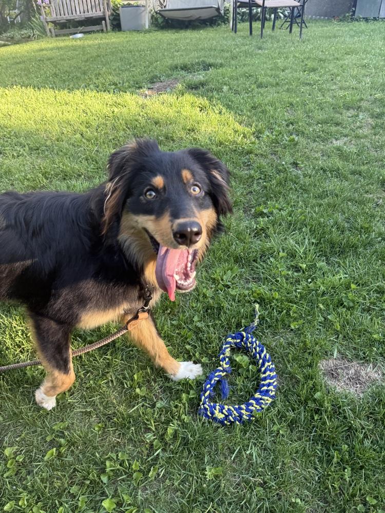 1144 Bucky, a Adoptable Australian Shepherd in Ringwood, IL image 4/5