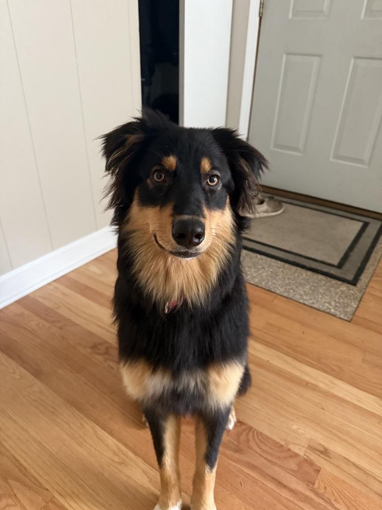 1144 Bucky, a Adoptable Australian Shepherd in Ringwood, IL image 5/5