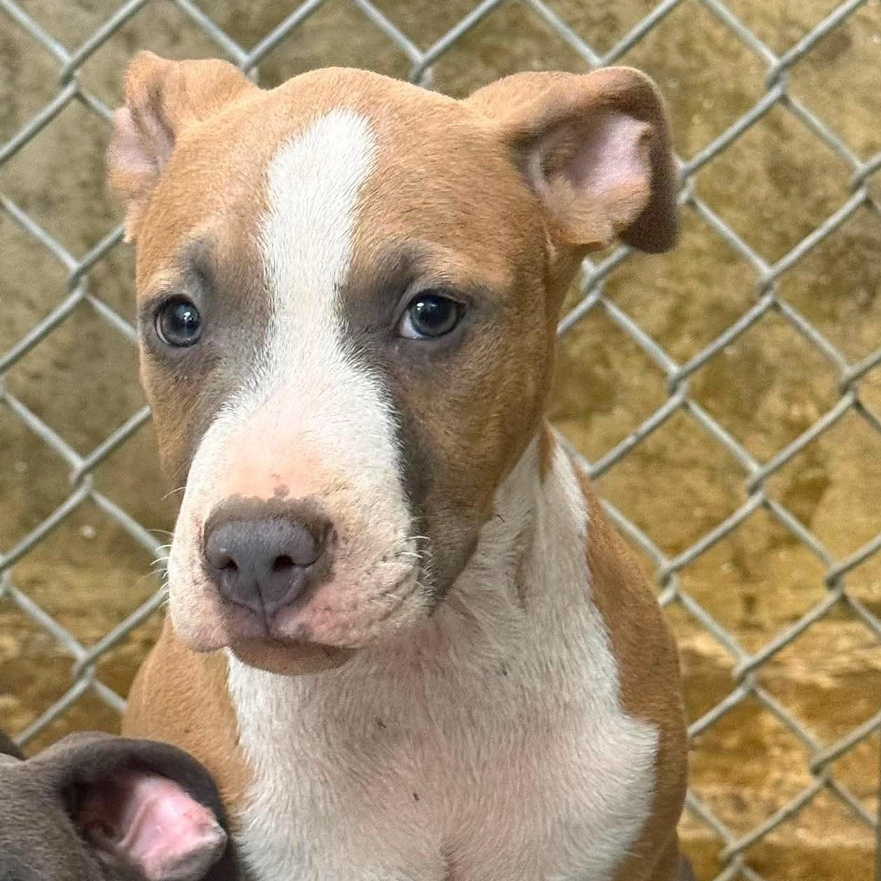 Bruno, adopted, Young Male American Bulldog.