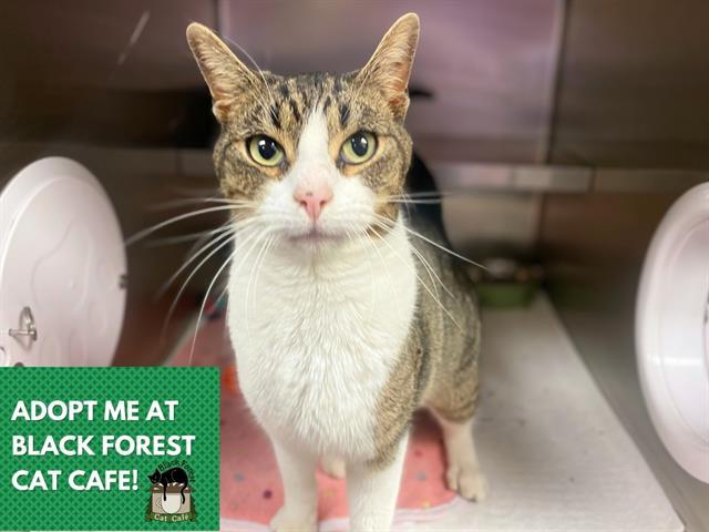 Enlarge MR. SNUGGLES, a Adoptable Domestic Short Hair in Fort Wayne, IN image 1/1