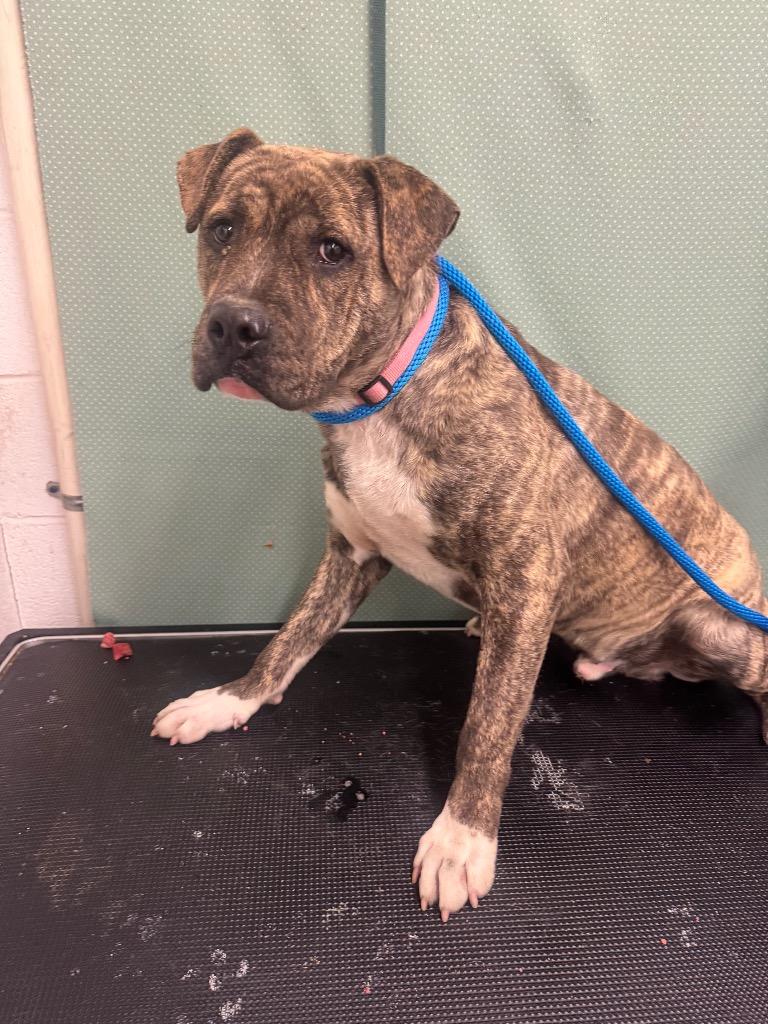 Explorer-Adoptable, Adoptable, Young Male Mixed Breed.