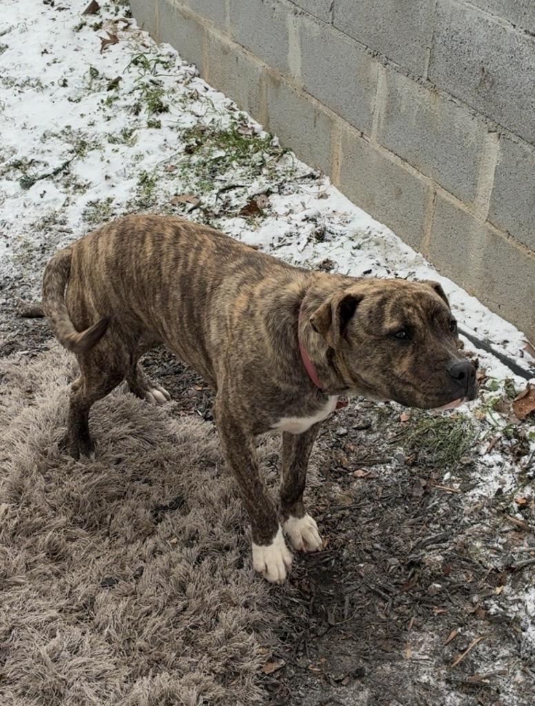 Enlarge Explorer-Adoptable, a Adoptable mixed breed in Chickamauga , GA image 2/2