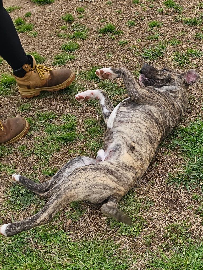 Enlarge Explorer-Adoptable, a Adoptable mixed breed in Chickamauga , GA image 3/5