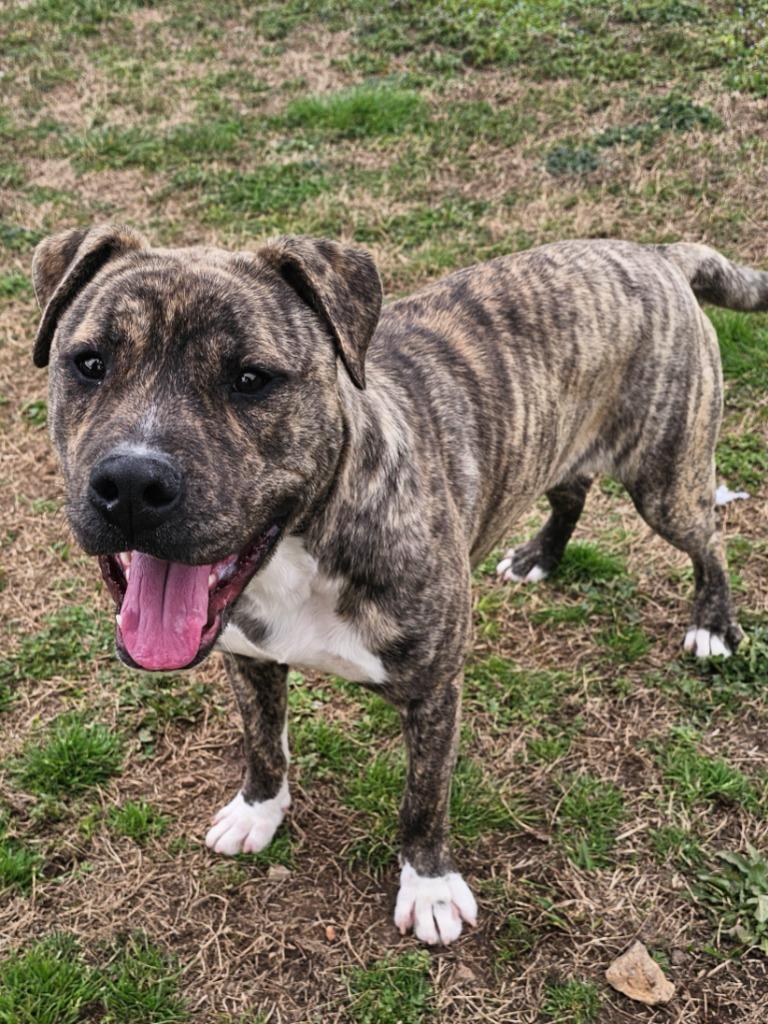 Enlarge Explorer-Adoptable, a Adoptable mixed breed in Chickamauga , GA image 4/5