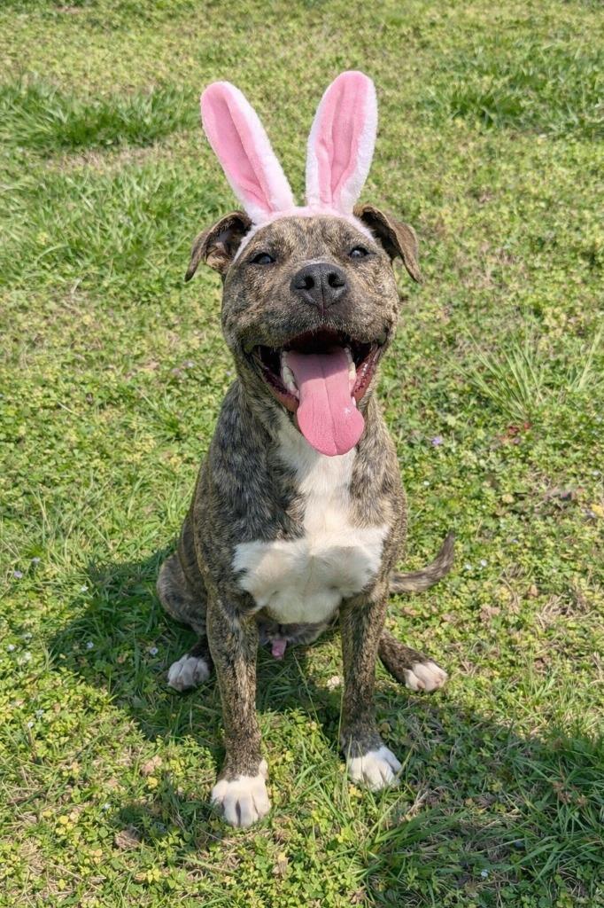 Enlarge Explorer-Adoptable, a Adoptable mixed breed in Chickamauga , GA image 5/5