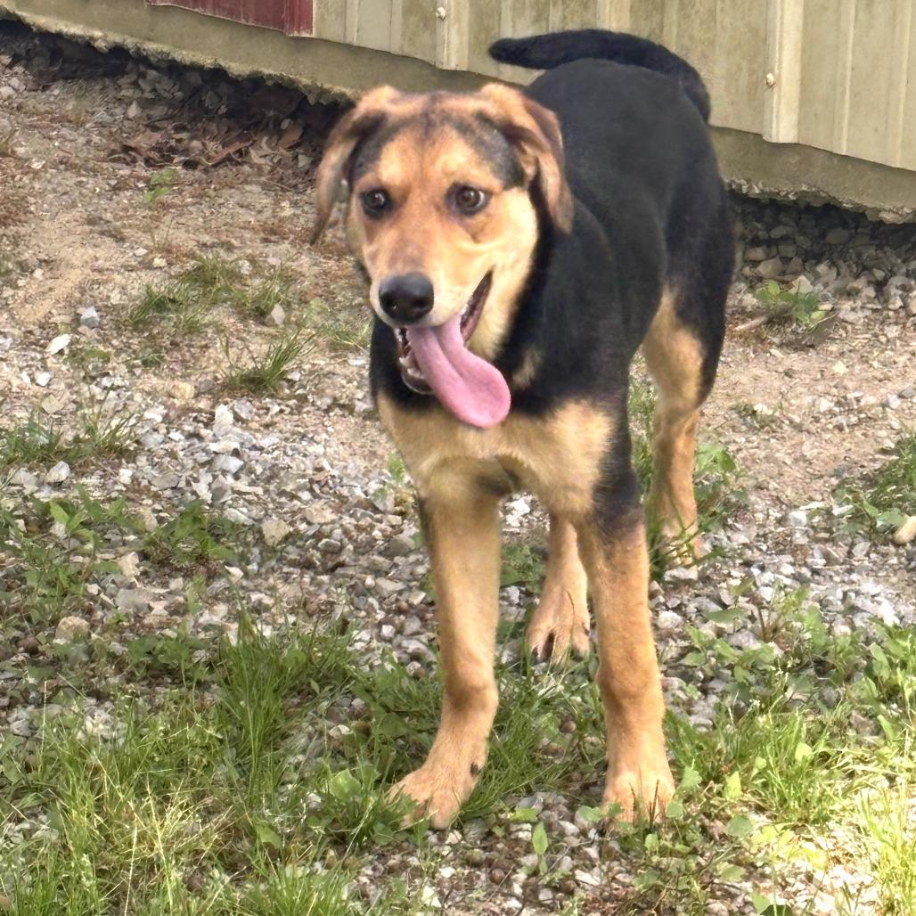CoCo, Adoptable, Young Female Shepherd & Mixed Breed.
