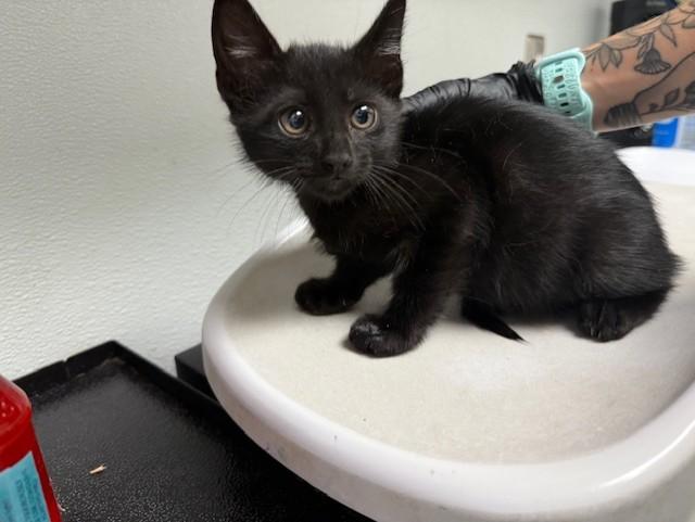 GLADIOLUS, Adoptable, Kitten Male Domestic Short Hair.
