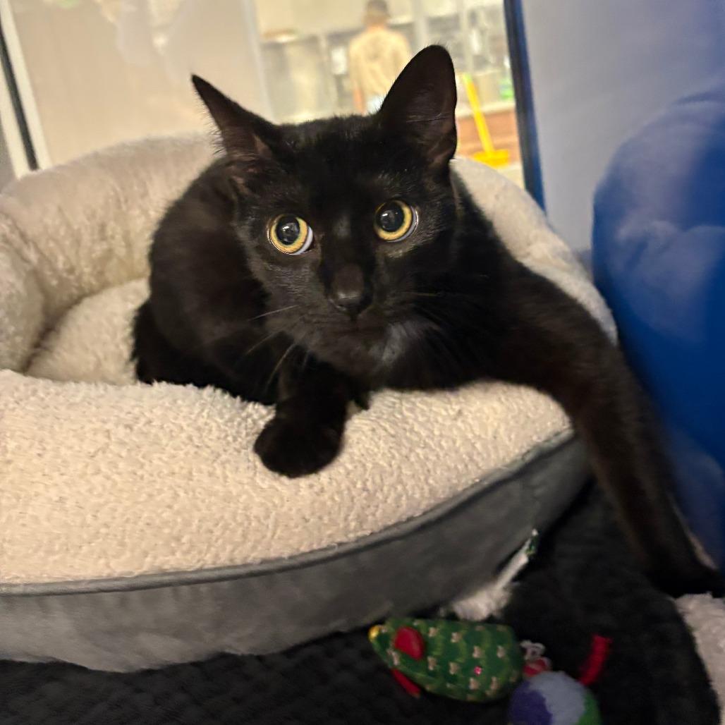 Astrid - 051901U, Adoptable, Adult Female Domestic Short Hair.