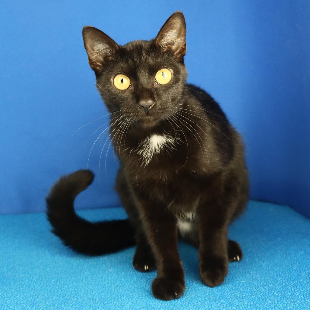 Astrid - 051901U, a Adoptable Domestic Short Hair in Tupelo, MS image 2/2