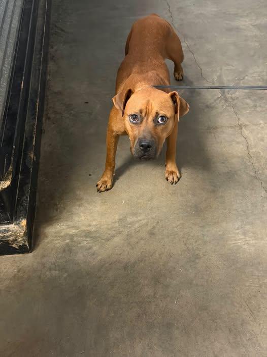 Enlarge Pancake, a Adoptable mixed breed in Ozark, AL image 1/1