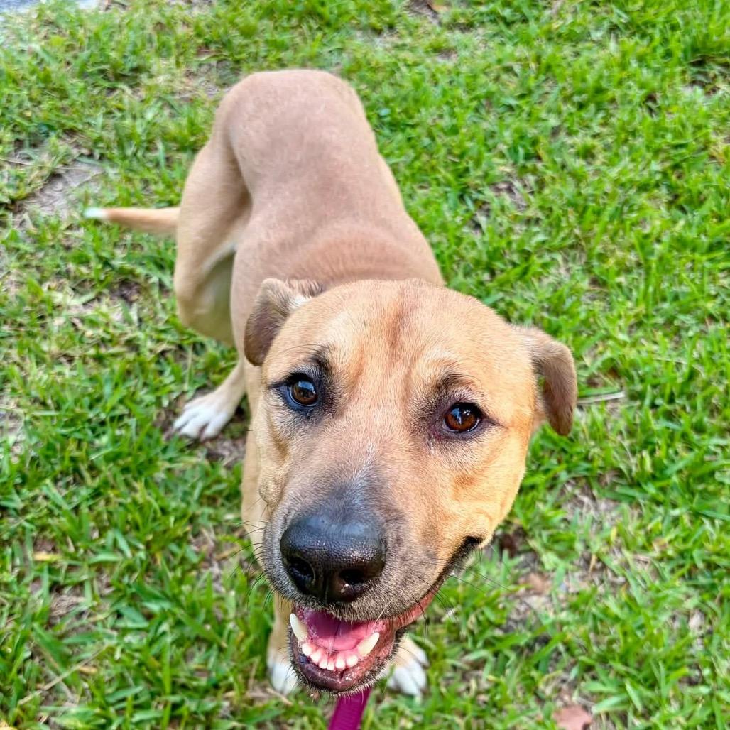Voltzmar, Adoptable, Adult Male Mixed Breed.