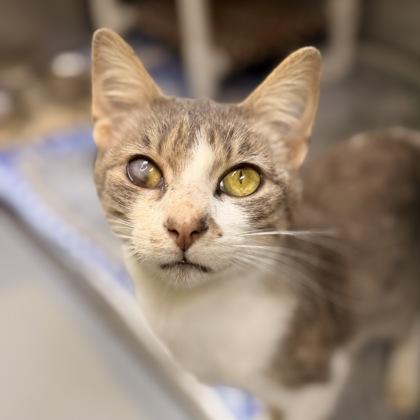 Benny, Adopted, Adult Male Domestic Short Hair.