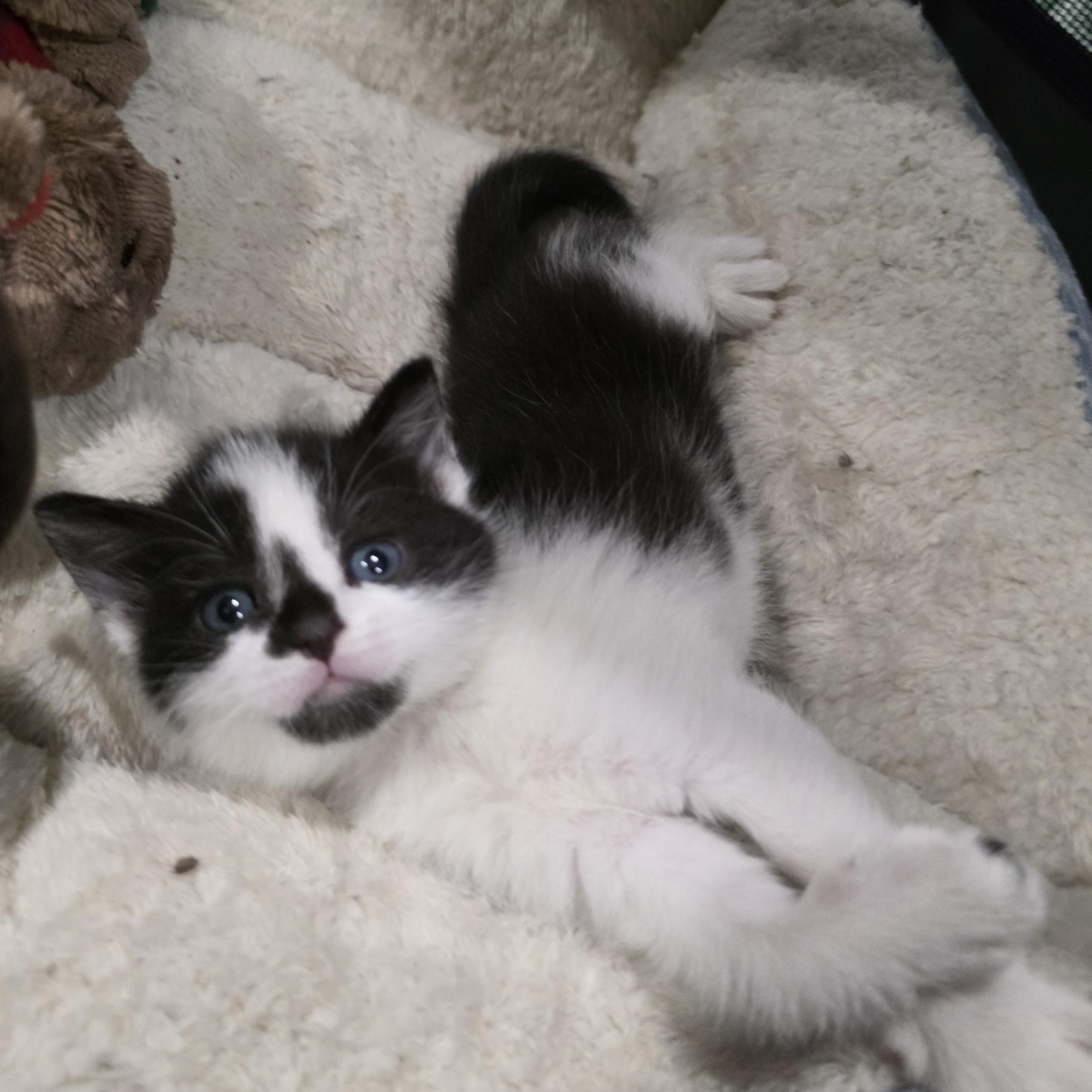 Dew, Adoptable, Kitten Male Domestic Short Hair & Tuxedo.