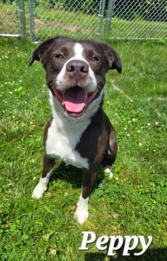 Peppy Yrly 258, Adoptable, Young Male Labrador Retriever.