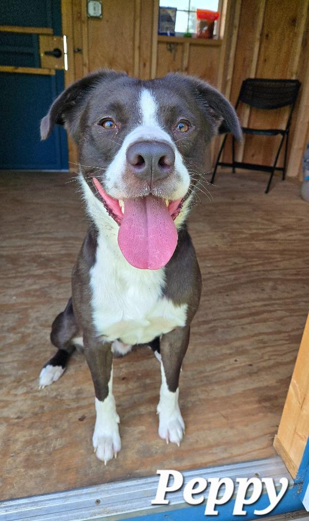Peppy Yrly 258, a Adoptable mixed breed in Sidney, OH image 2/6