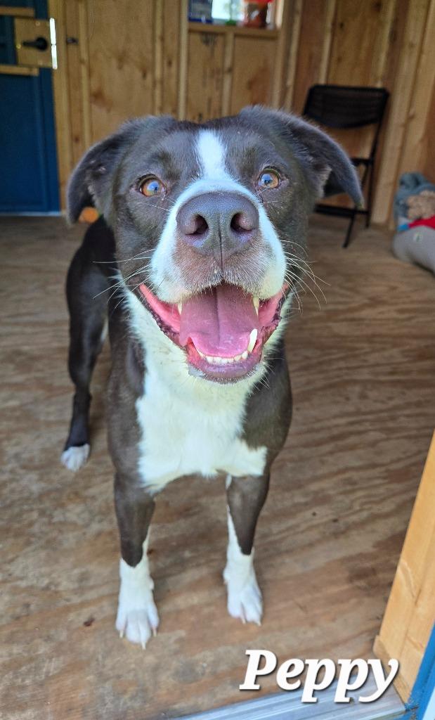 Peppy Yrly 258, a Adoptable mixed breed in Sidney, OH image 3/6