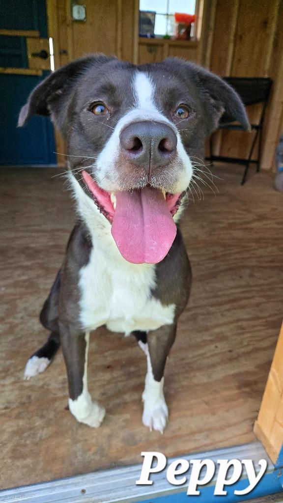 Peppy Yrly 258, a Adoptable mixed breed in Sidney, OH image 4/6