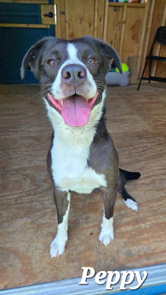 Peppy Yrly 258, a Adoptable mixed breed in Sidney, OH image 5/6