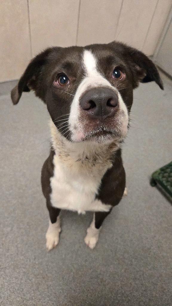 Peppy Yrly 258, a Adoptable mixed breed in Sidney, OH image 6/6
