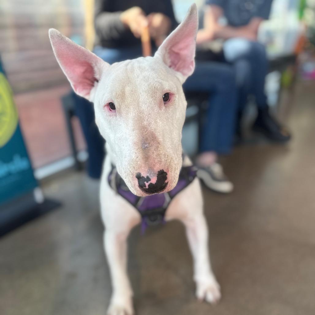 Titan, Adoptable, Adult Male Bull Terrier.