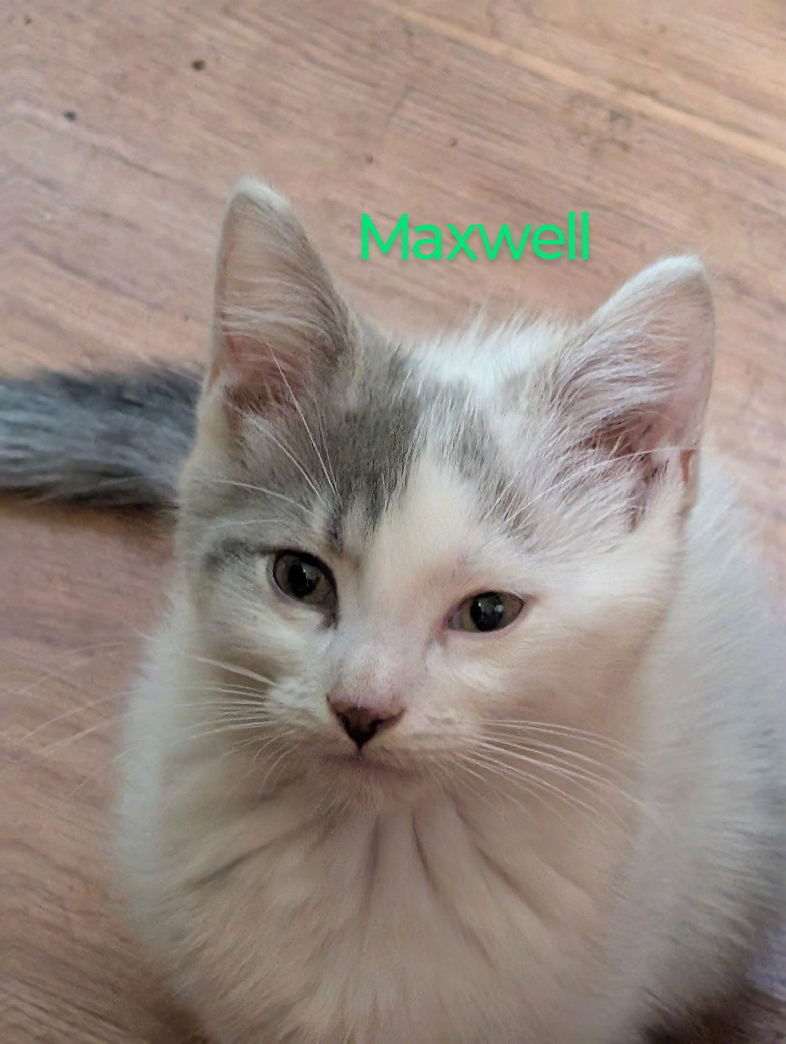 Maxwell, Adoptable, Young Male Domestic Short Hair.