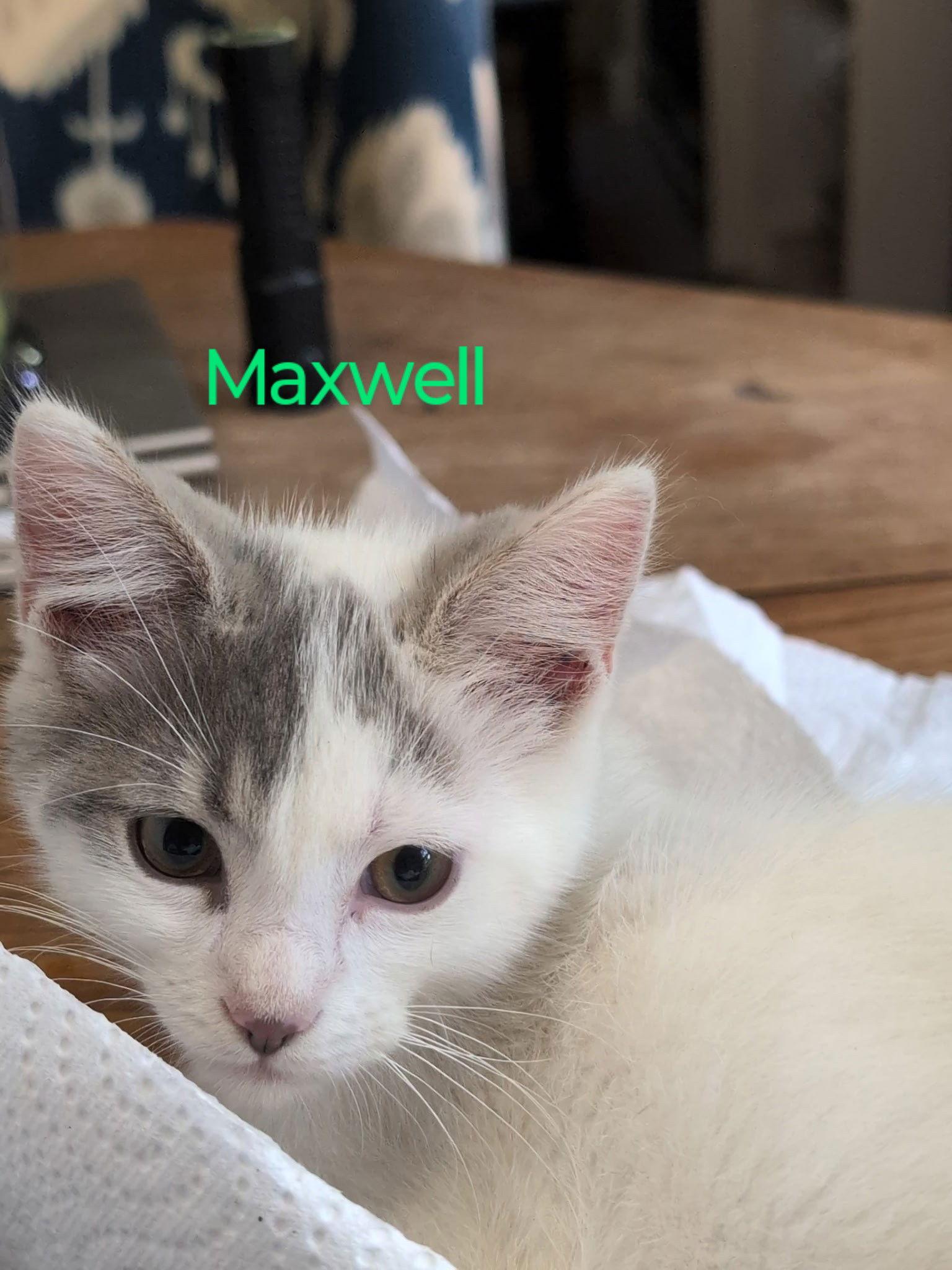 Maxwell, a Adoptable Domestic Short Hair in Niles, MI image 2/2