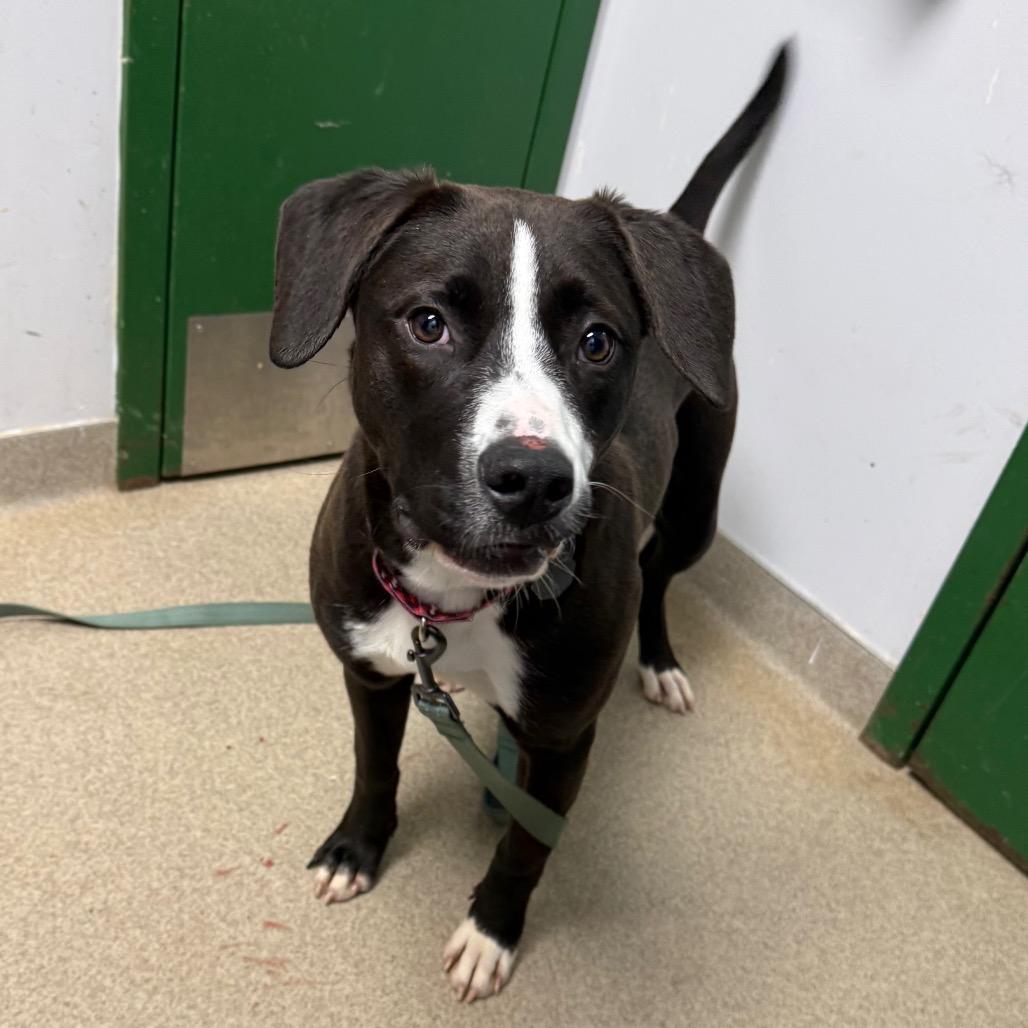 Cupcake, Adoptable, Young Female Labrador Retriever.